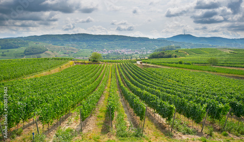 Wallpaper Mural In den Weinbergen vom Kaiserstuhl Torontodigital.ca