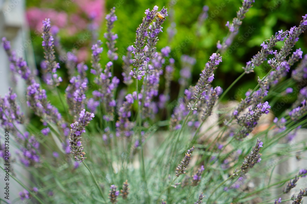 Obraz premium 初夏に咲く花