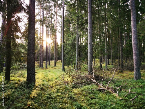 Fototapeta Naklejka Na Ścianę i Meble -  forest in autumn \ Mazury \Puszcza Piska