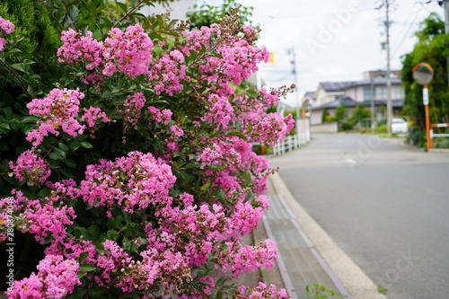 Wallpaper Mural 初夏に咲く花 Torontodigital.ca