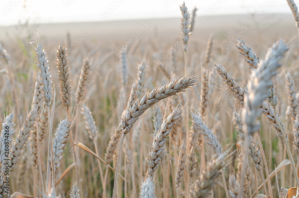 Fototapeta premium ears of wheat close up on a field at sunrise