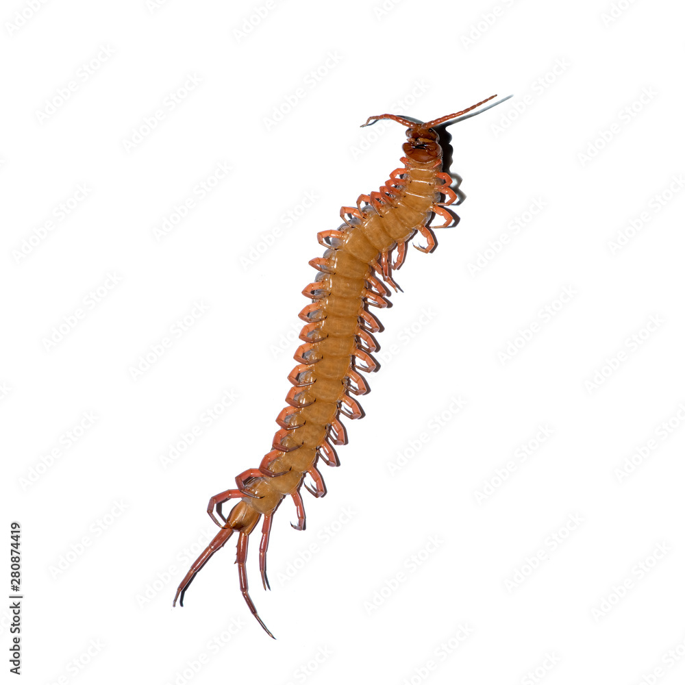 Fototapeta premium centipede isolated photography on the white background