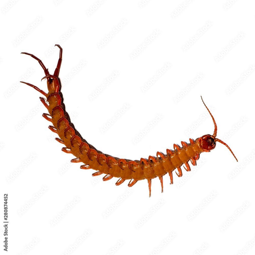 Fototapeta premium centipede isolated photography on the white background
