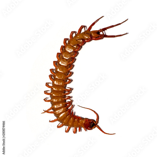 centipede isolated photography on the white background