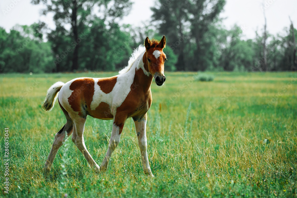 Fototapeta premium Young horses in the green field. Two foals on the green meadow.