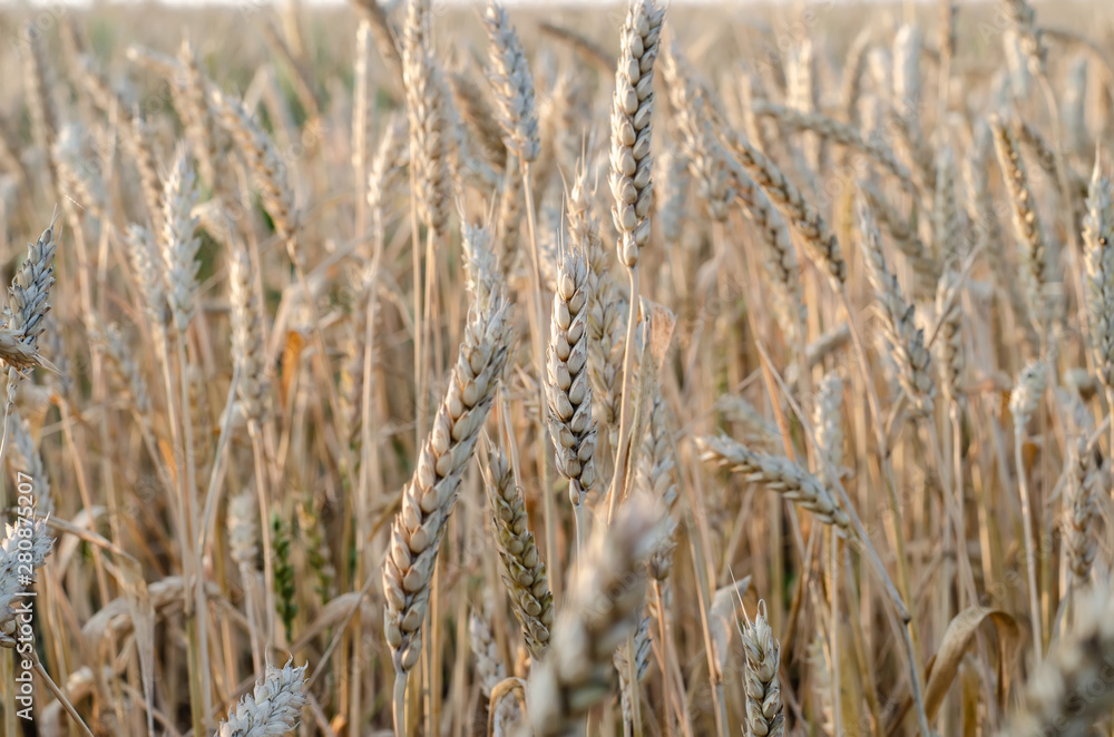 Fototapeta premium ears of wheat close up on a field at sunrise