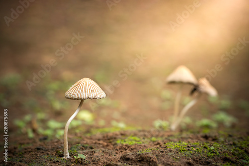 Poisonous mushroom and morning sunlight in tropical forest. Concept of beautiful killer.