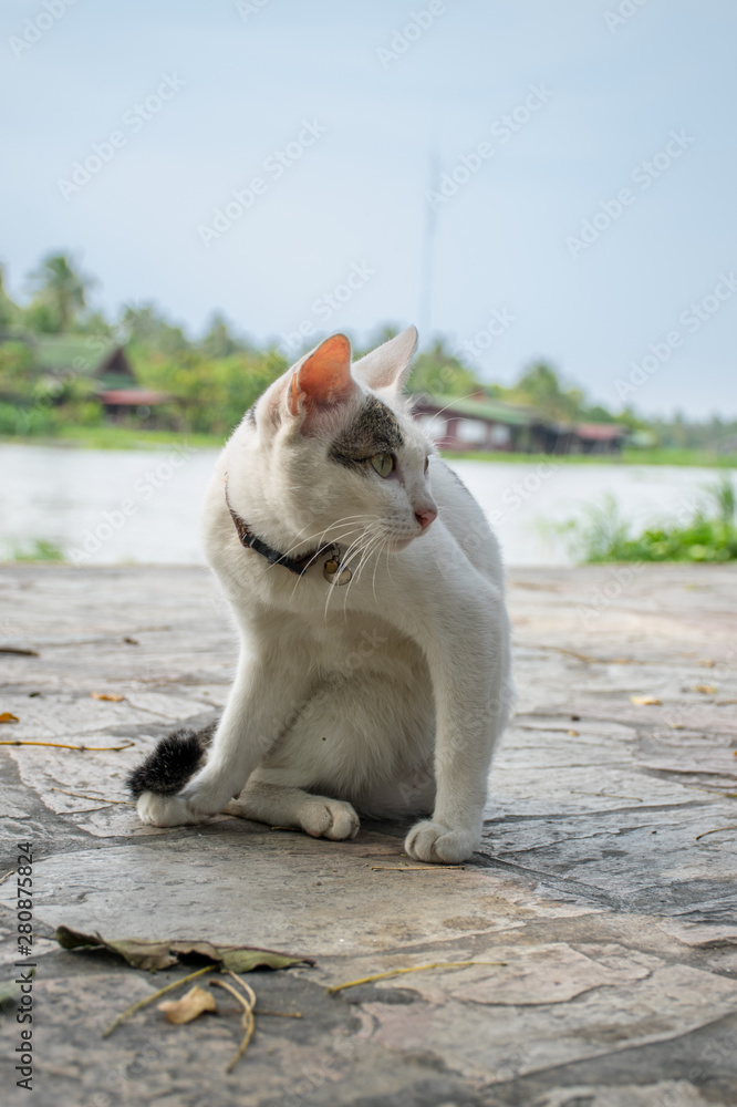 Fototapeta premium The cat sitting on the floor near the river.