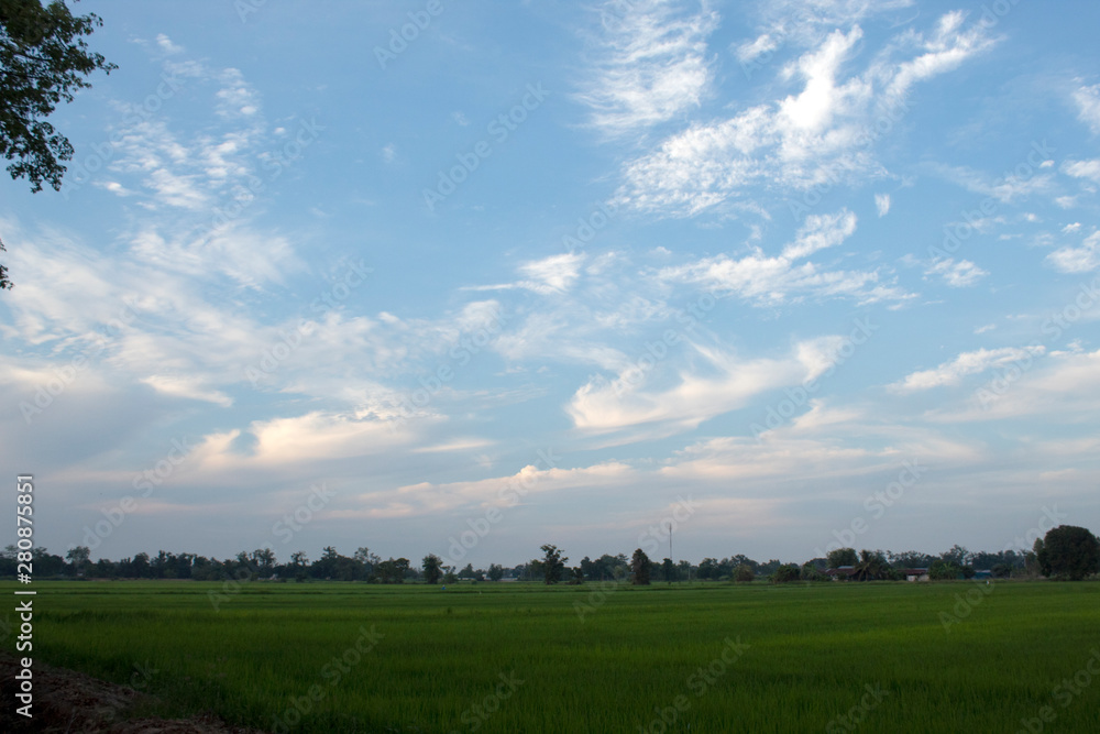 rice green field and blue sky