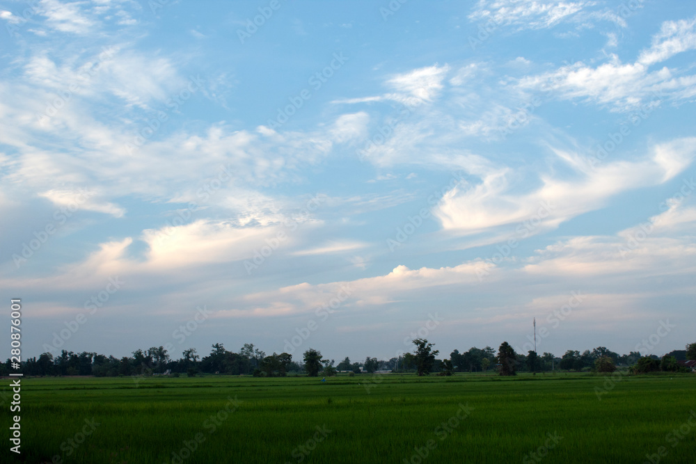 rice green field and blue sky