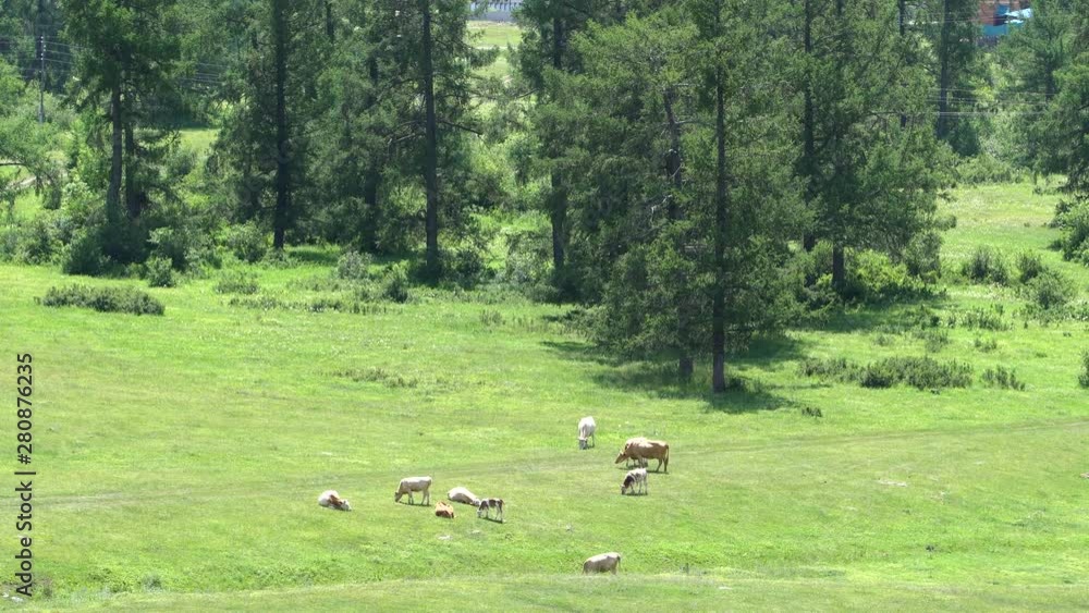 Cows graze in a meadow in the mountains Cows graze in a meadow in the mountains
