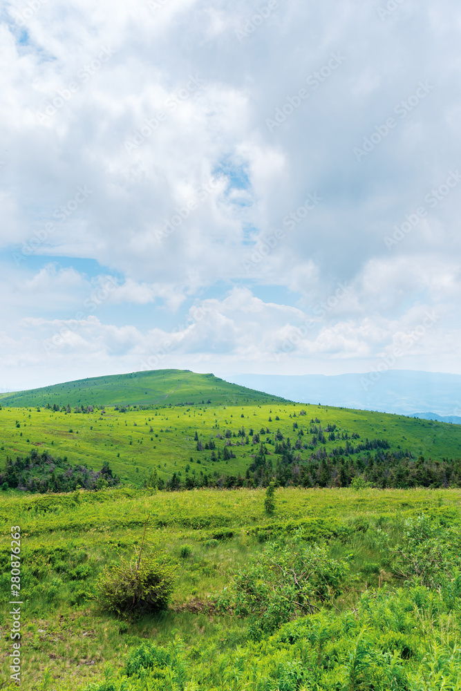 beautiful summer scenery on a cloudy day. trees near the distant summit. green grassy rolling hills of runa mountain, transcarpathia, ua