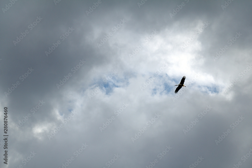 stork in the gray overcast sky. bird flying high stork in the gray overcast sky. bird flying high