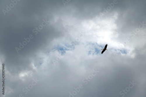stork in the gray overcast sky. bird flying high