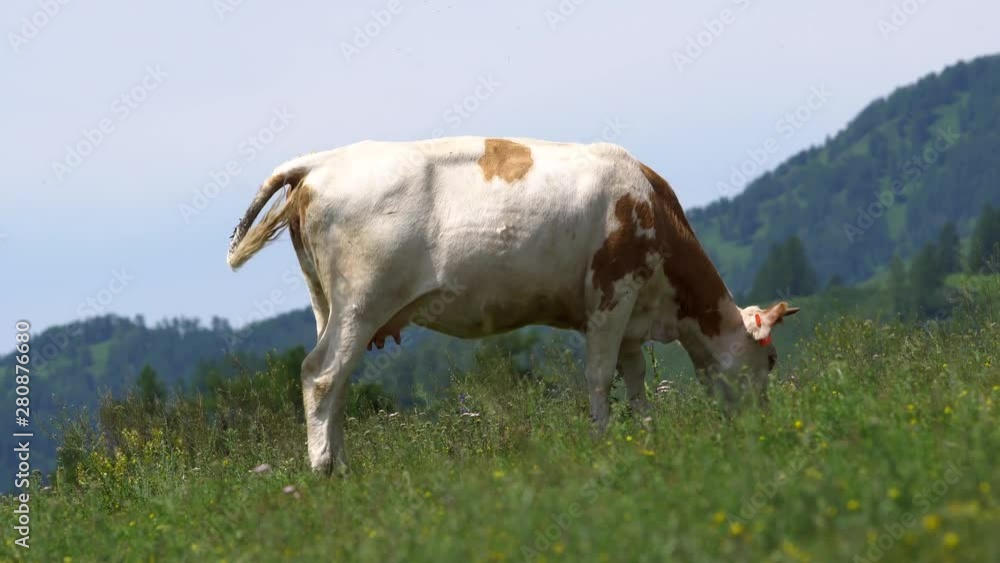 Cows graze in a meadow in the mountains Cows graze in a meadow in the mountains