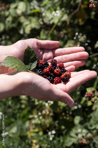 girl is holding blackberry in her hand