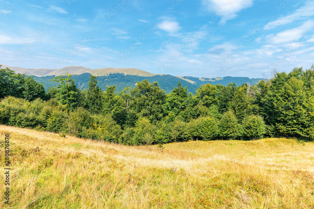 wonderful summer landscape of carpathians. primeval beech forest on the grassy hill. svydovets mountain ridge in the distance. sunny weather with clouds on the blue sky