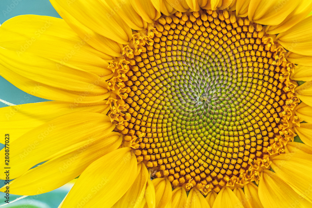Beautiful blooming sunflower close-up. Top view Beautiful blooming sunflower close-up. Top view