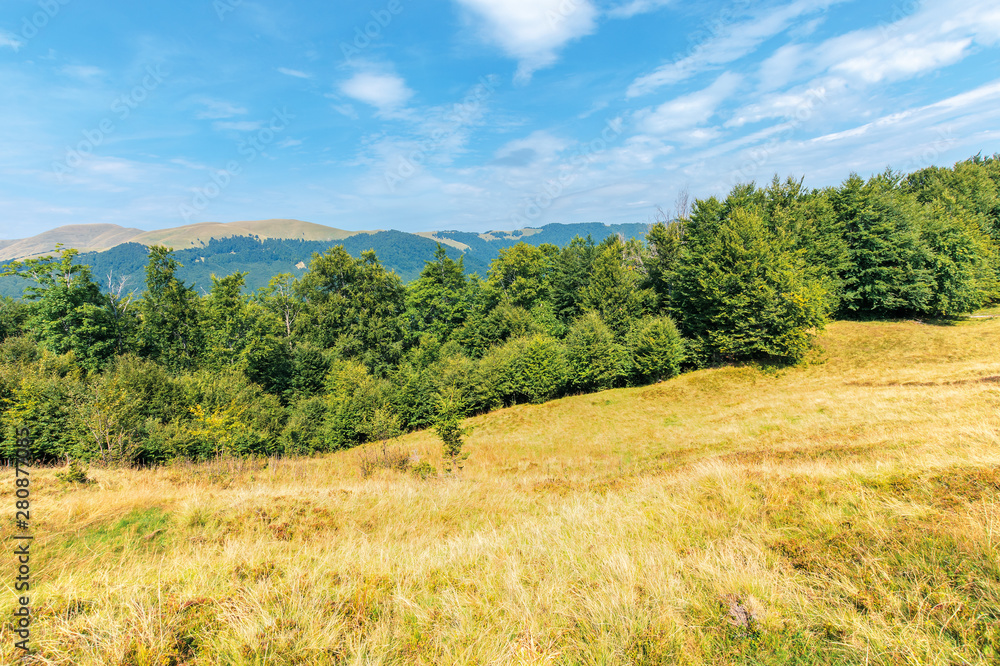 wonderful summer landscape of carpathians. primeval beech forest on the grassy hill. svydovets mountain ridge in the distance. sunny weather with clouds on the blue sky