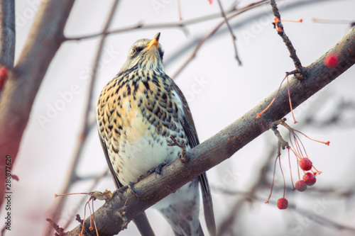 Fieldbird sits on a tree branch in late autumn. Arkhangelsk, Russia photo