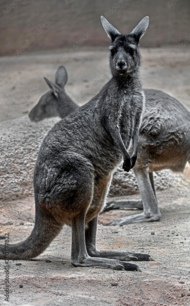 Fototapeta premium Eastern grey kangaroo or giant kangaroo in its enclosure. Latin name - Macropus giganteus