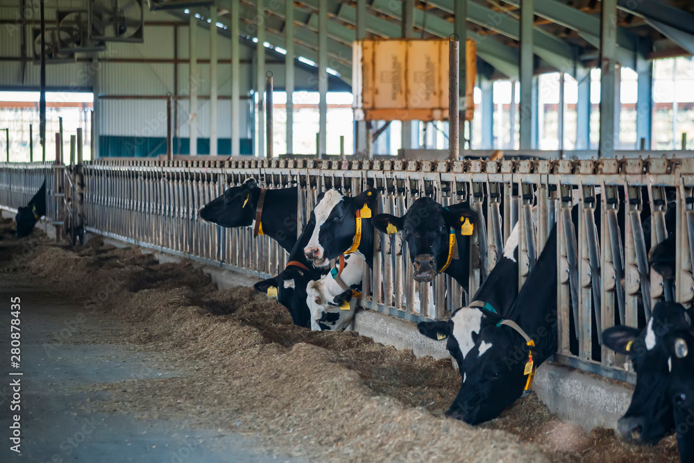 Holstein Frisian diary cows in free livestock stall Holstein Frisian diary cows in free livestock stall