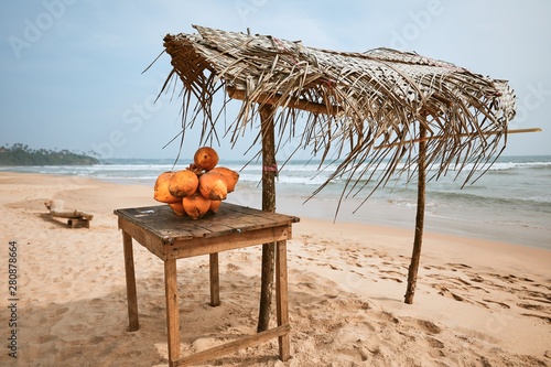 Photography Coconuts for sale