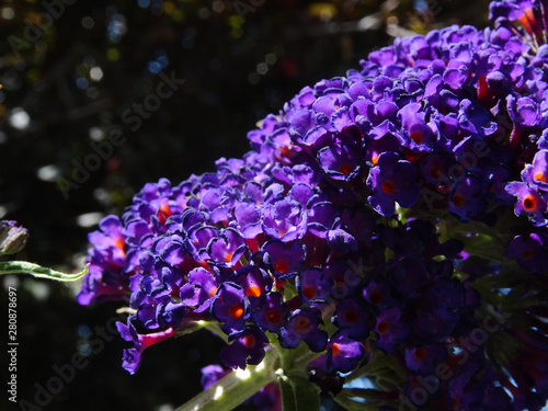 Photos Close-up of the tiny flowers of a Summer lilac also known as butterfly-bush from