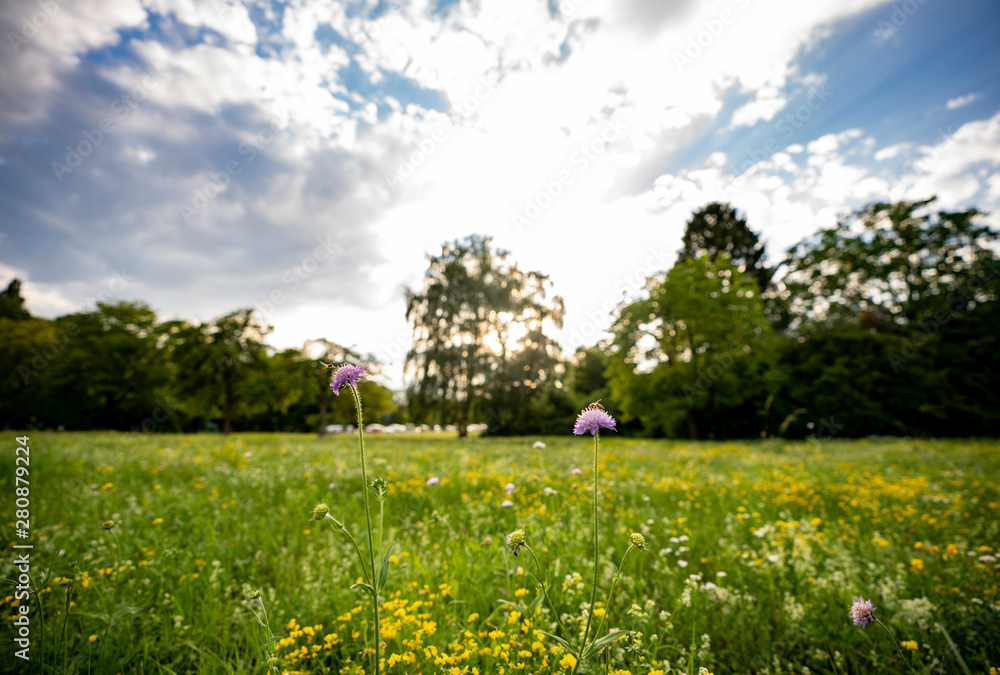Obraz premium Bienen bestäuben Blumenwiese im Sommer 