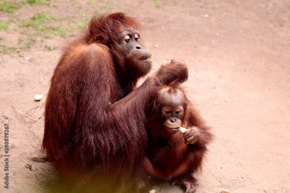 Orang-Utans (Pongo) Muttertier mit Jungem 