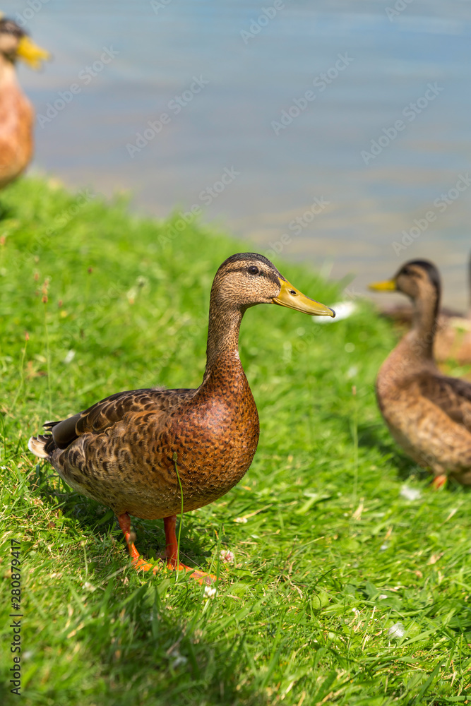 Ducks stand on the green grass on the shore of the lake on a Sunny summer day. Mallard Anas platyrhynchos in the wild. Ducks stand on the green grass on the shore of the lake on a Sunny summer day. Mallard Anas platyrhynchos in the wild.