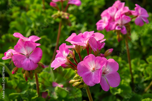 colorful flowers in the garden