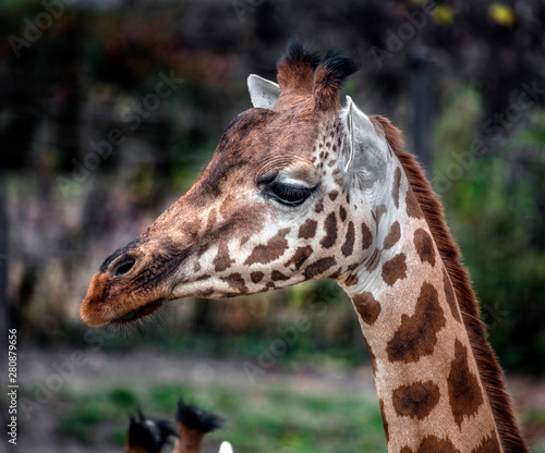 Giraffe s head. The tallest living terrestrial animal and the largest ruminant. Latin name - Giraffa camelopardalis