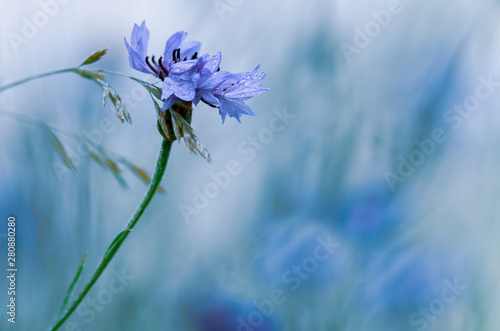 Chaber, polny kwiat, niebieskie tło. 