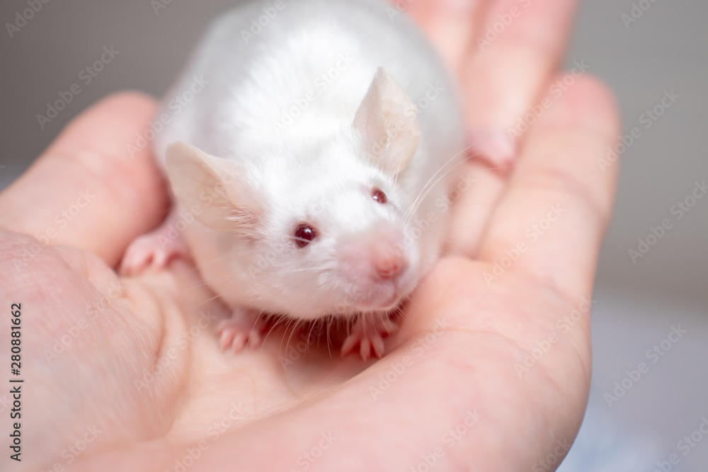 Little pretty cute white laboratory mouse on a hand close up Little pretty cute white laboratory mouse on a hand close up