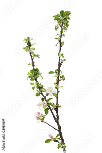Young apple tree isolated on white background.