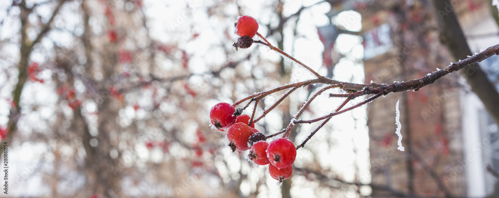 A branch of red rowan covered with hoarfrost A branch of red rowan covered with hoarfrost