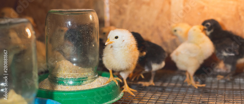 Little chickens in a brooder on the farm photo