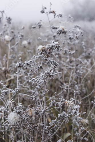 Field of grass and flowers covered with hoarfrost © bearok
