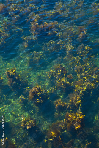 Algas en el mar. Isla de Mull. Inner Hebrides, Scotland. UK © JUAN CARLOS MUNOZ