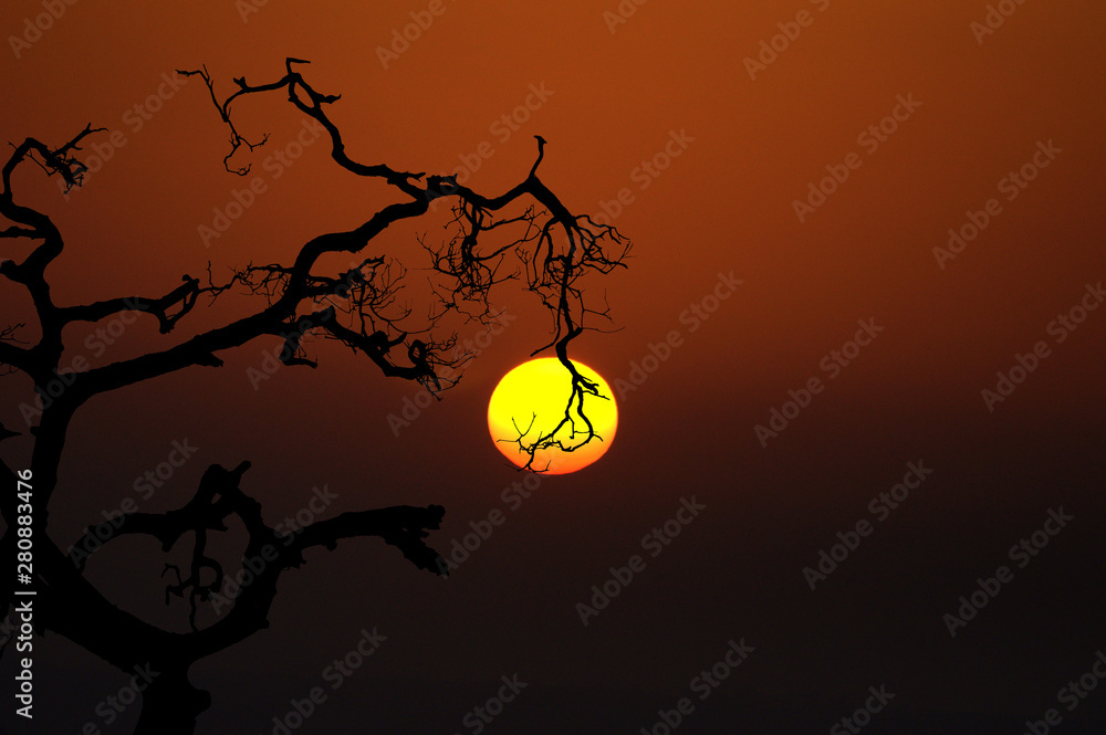 Silhouette of a tree at sunset with branches in front of the orange sun
