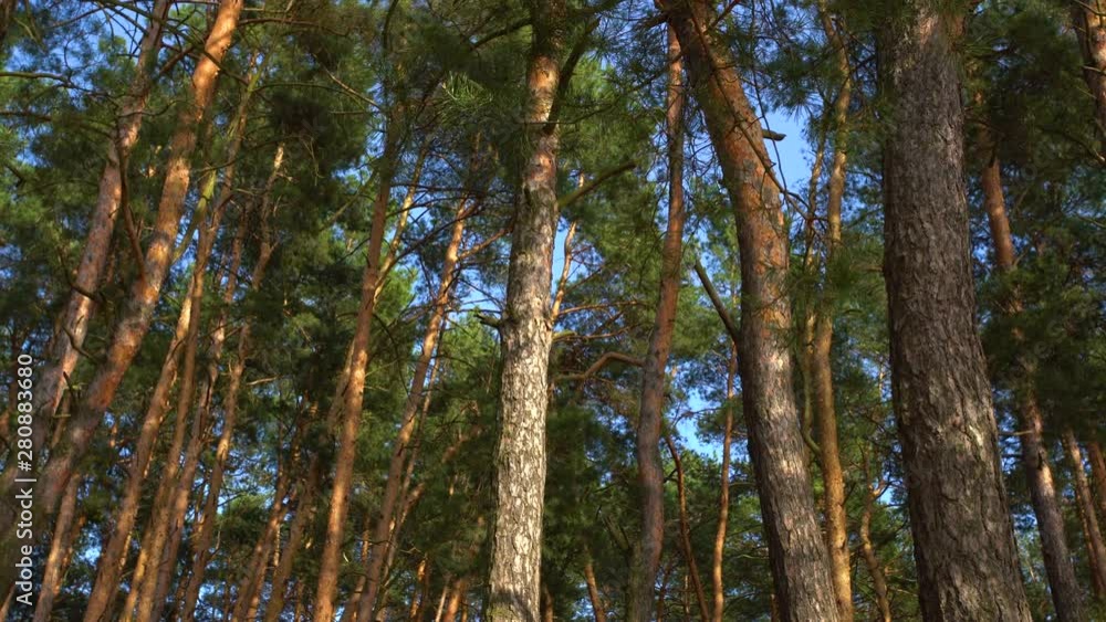 Beautiful green pine forest background. Real time 4k video footage. Beautiful green pine forest background. Real time 4k video footage.