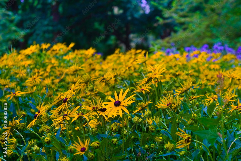 park garden with beautiful yellow flowers blooming in the summer sun park garden with beautiful yellow flowers blooming in the summer sun