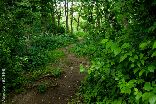 Forest path among bushes and trees