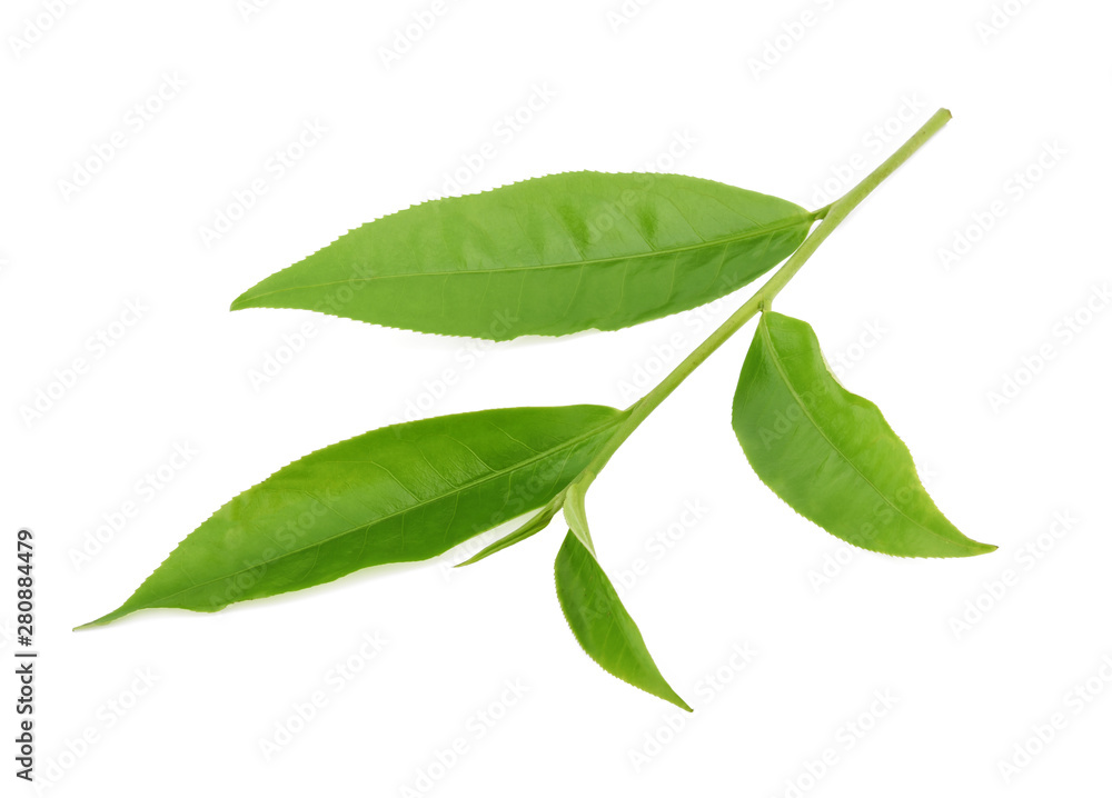 green tea leaf isolated on white background green tea leaf isolated on white background
