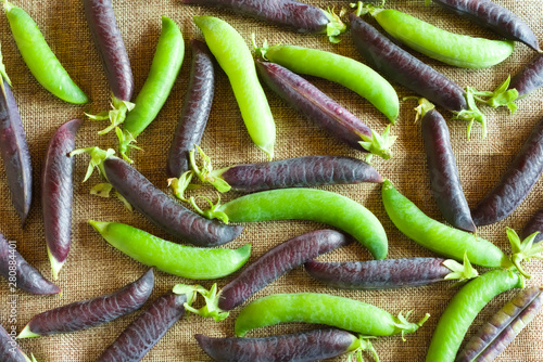 Fresh green and purple peas on linen fabric. Crop season, agricultural concept