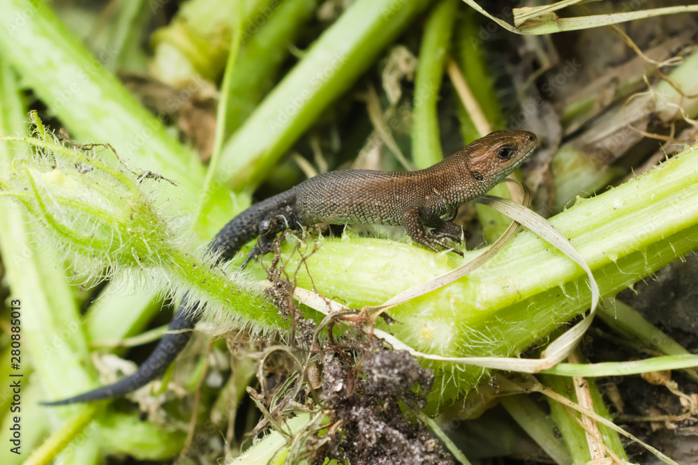 Naklejka premium Cub of lizard viviparous in the compost heap in the garden. Reptile wildlife