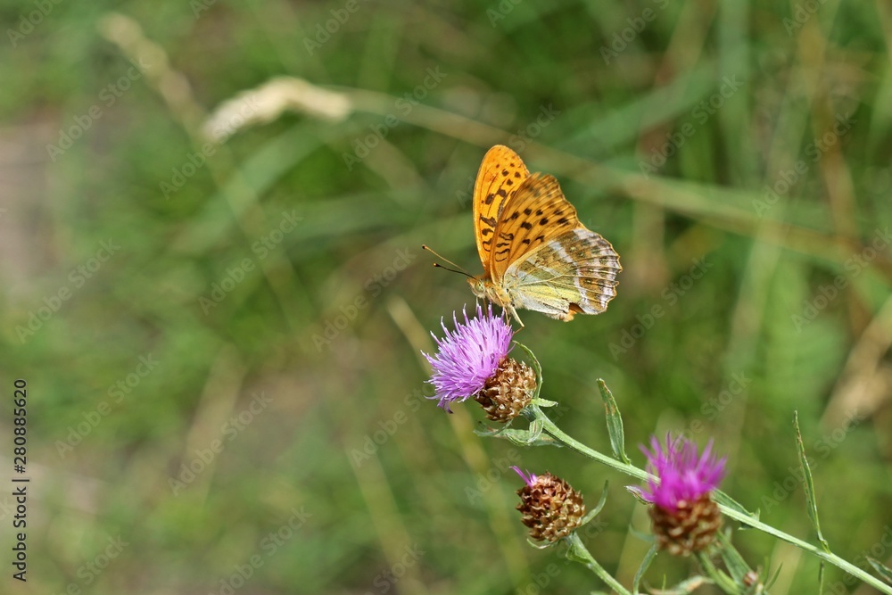 Männlicher Kaisermantel (Argynnis paphia) auf Wiesen-Flockenblume (Centaurea jacea) Männlicher Kaisermantel (Argynnis paphia) auf Wiesen-Flockenblume (Centaurea jacea)