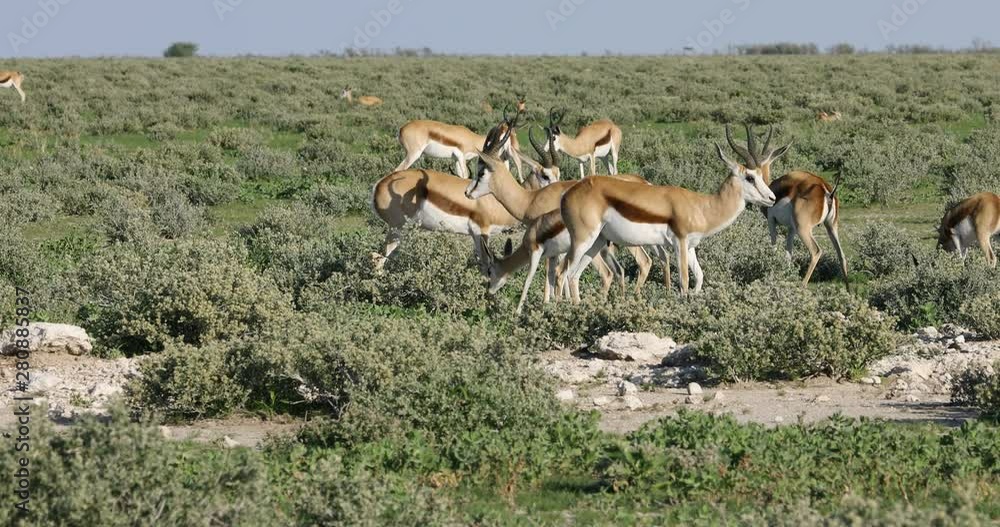Large herd of springbok antelopes (Antidorcas marsupialis), Etosha National Park, Namibia Large herd of springbok antelopes (Antidorcas marsupialis), Etosha National Park, Namibia