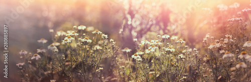 Chamomile in meadow, flowering wild chamomile